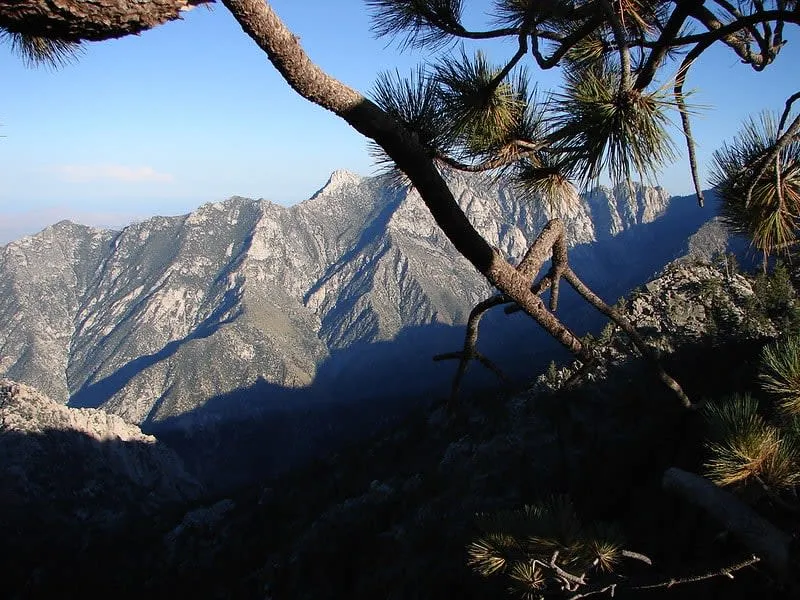 Pine forest and mountain terrain in Sierra de San Pedro Martir.