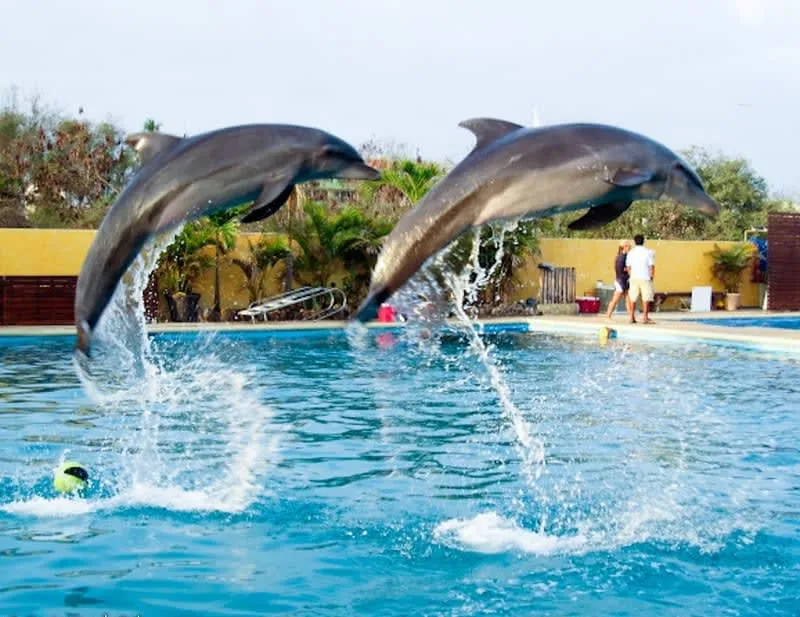 Dolphin Adventure pool experience near Nuevo Vallarta marina