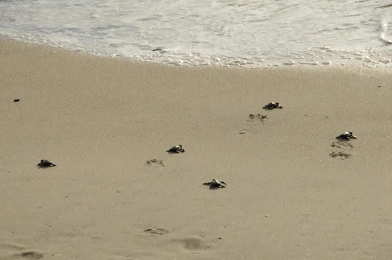 Baby sea turtle release activity on the Nuevo Vallarta beach
