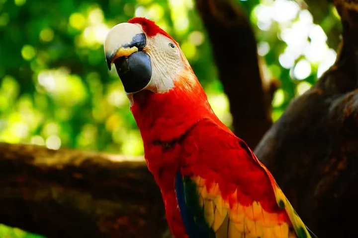 Palenque to Mérida 2026: Door-to-Door Shuttle, Overnight Bus, or Hotel Transfer