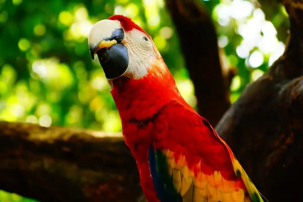 Palenque to Mérida 2026: Door-to-Door Shuttle, Overnight Bus, or Hotel Transfer