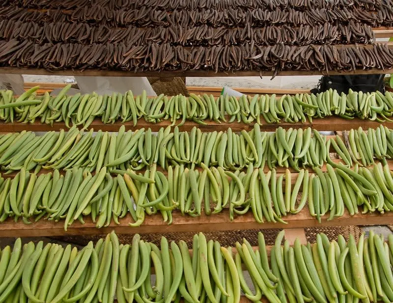 Vanilla pods and orchid vines grown in the Totonacapan region