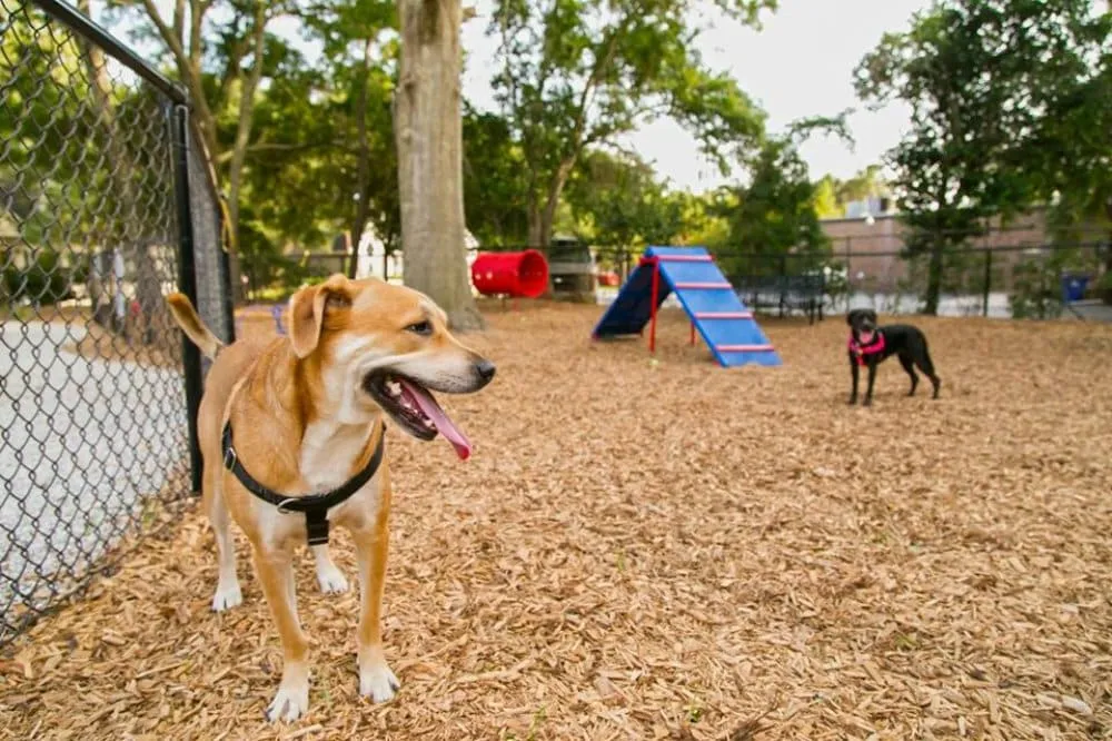 Dog agility ramps and play areas at Parque Adolfo López Mateos