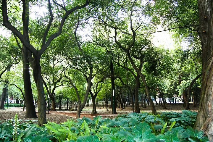 Best Parks in Mexico City That Offer Tranquility and Beauty