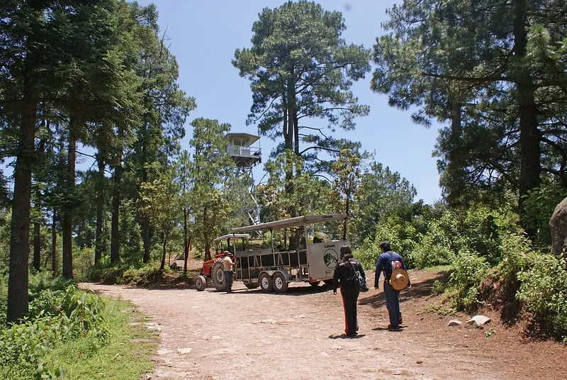 Wooded trails at San Nicolas Totolapan Ejidal Park in Ajusco