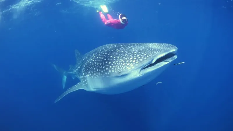 Snorkeling with whale sharks near Playa del Carmen and Isla Mujeres during the June-September season
