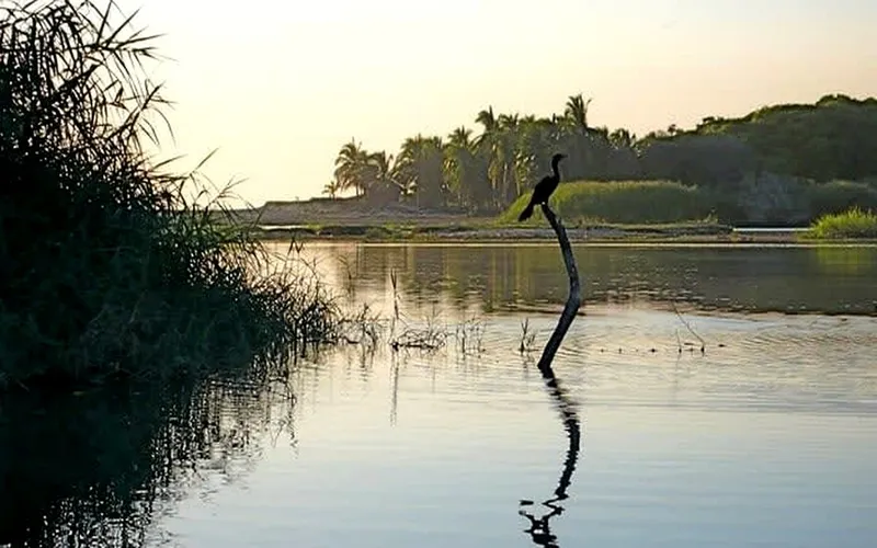 Laguna Manialtepec near Puerto Escondido during the humid August bioluminescence season