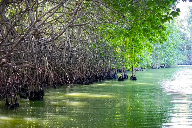 Lagunas de Chacahua National Park lagoon channel lined with mangroves