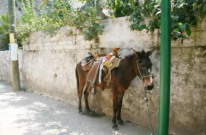Puerto Vallarta in August 2026: Smart Summer Beach Pick or Too Rainy?