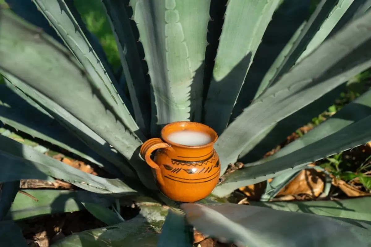 Pulque: Unveiling the Ancient Elixir of the Aztecs