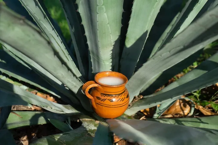 Pulque: Unveiling the Ancient Elixir of the Aztecs