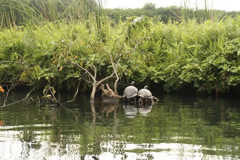 Boat tour through La Tovara mangroves with turtles along the water