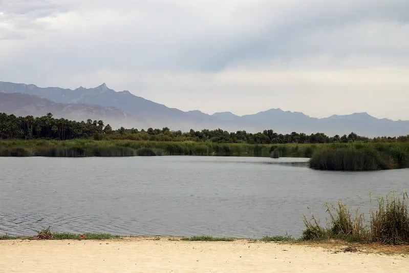 Reeds and coastal water habitat at the San Jose del Cabo estuary