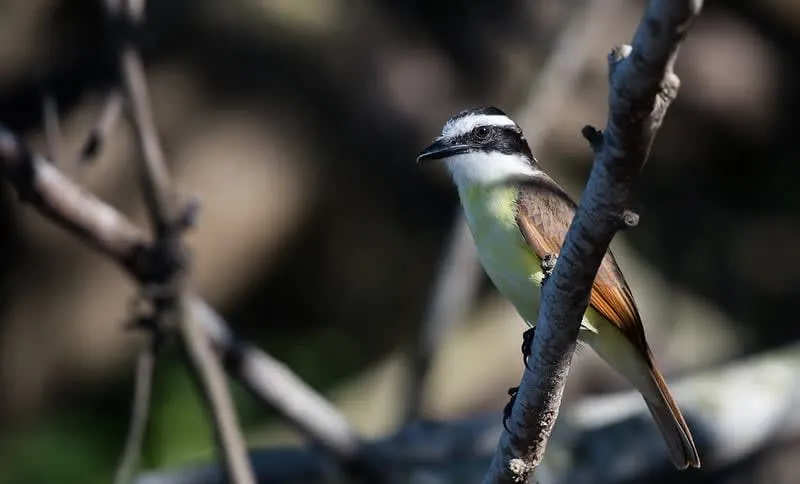 Nature and slow travel activities in San Pancho in November