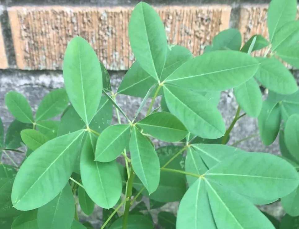 Fresh chipilín herb leaves — the aromatic plant used in Chiapas soups, tamales, and stews
