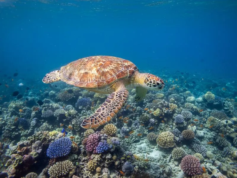 Sea turtle hatchlings being released on a Mexican Pacific beach — olive ridley turtles begin nesting season in May, Playa Escobilla Oaxaca