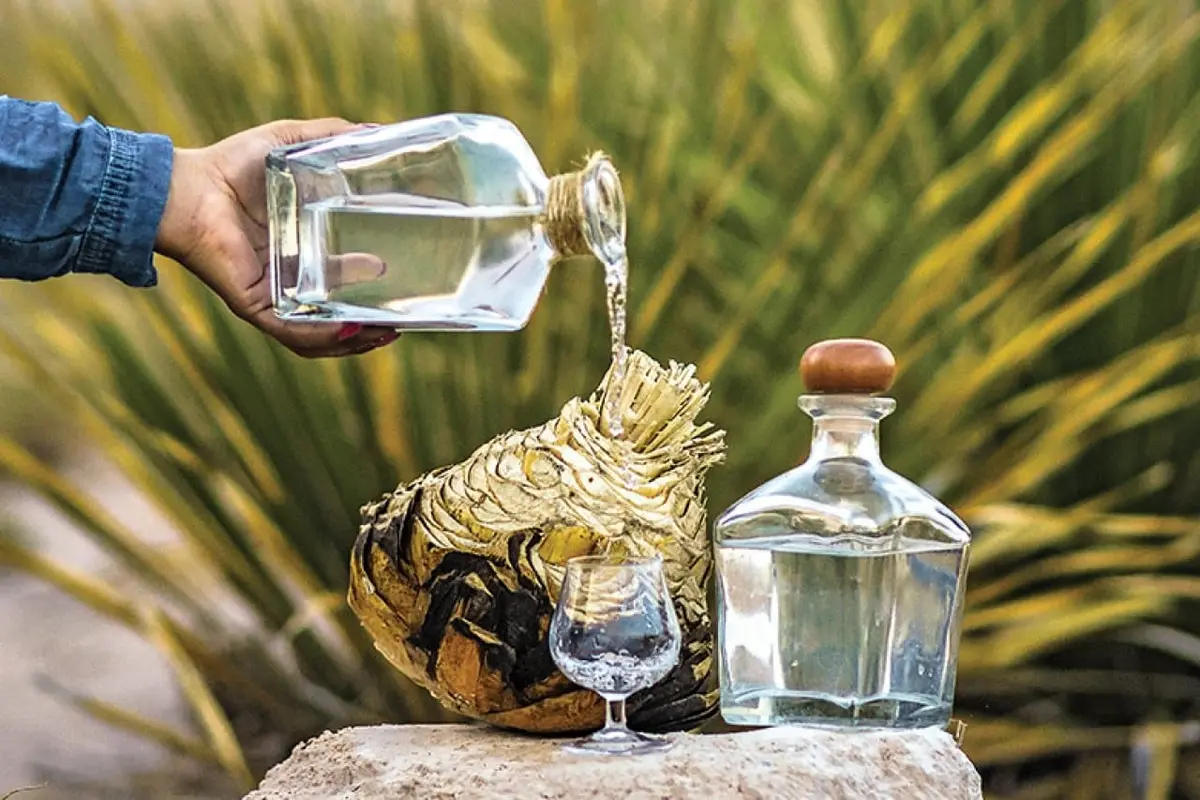 Sotol: Mexico&#8217;s Unknown Gem in the World of Spirits