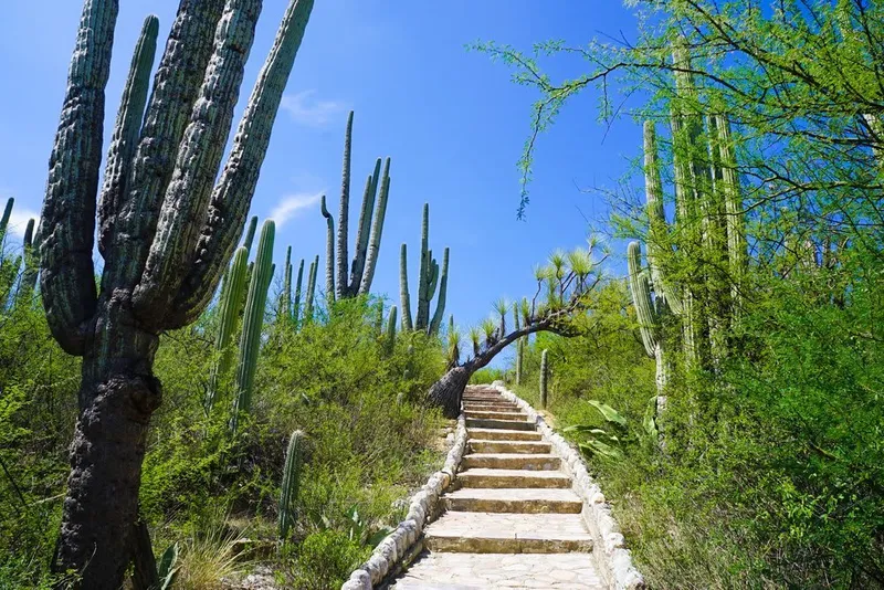 Giant columnar cacti in the Tehuacan-Cuicatlan Biosphere Reserve near Tehuacan Puebla — UNESCO World Heritage site with the densest columnar cacti on Earth