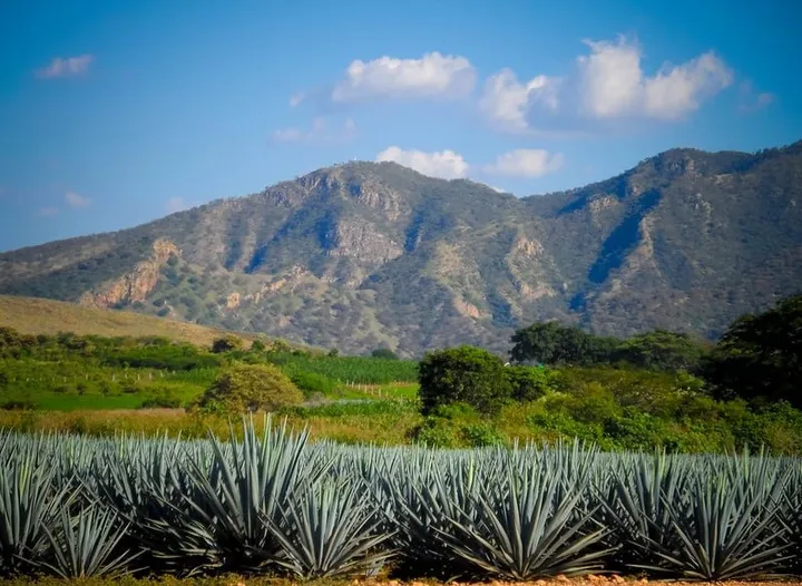 Tequila in December: Weather, Tours & Christmas Tips
