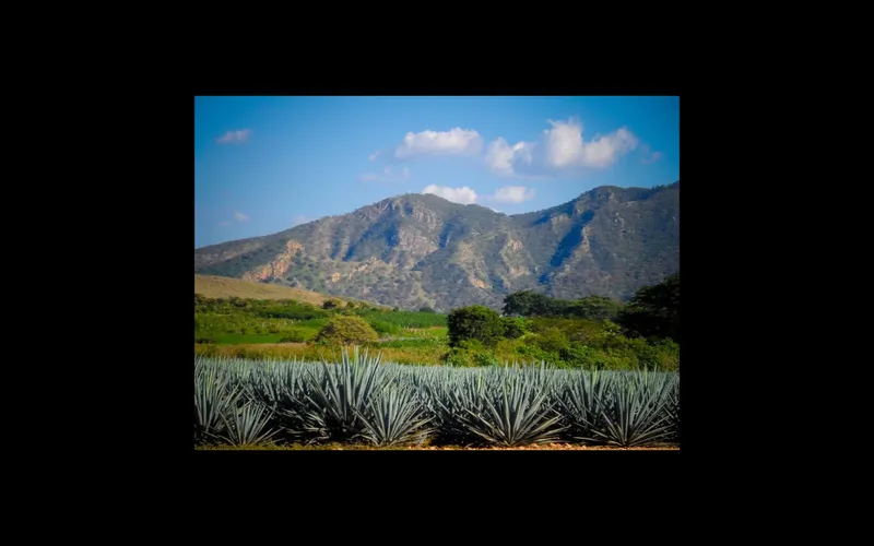 Blue agave field near Tequila with green Jalisco hills and heavy summer clouds