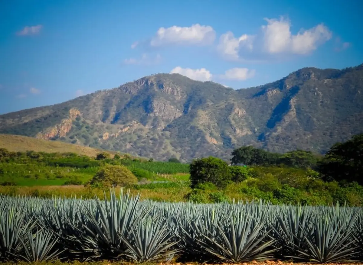 Tequila in September: Agave, Train, Grito & Rain