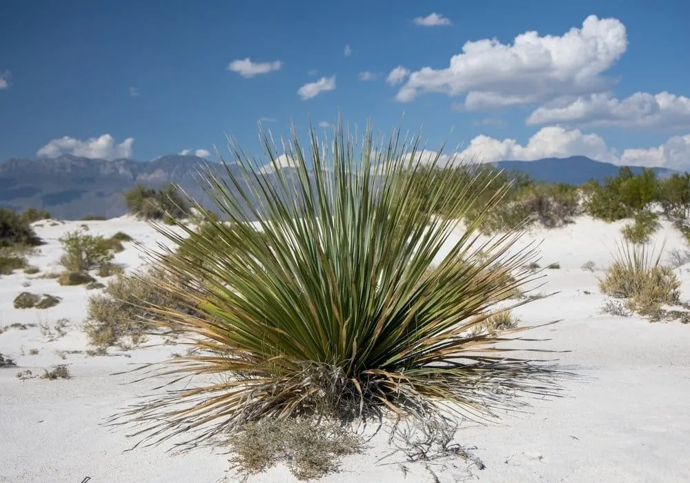 Sotol plant (Dasylirion wheeleri) in the Chihuahuan desert, used to make sotol spirit in northern Mexico