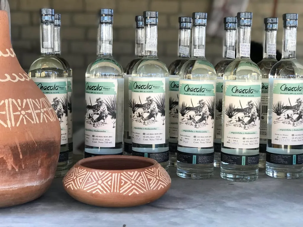 Traditional tuxca production in volcanic zone between Jalisco and Colima, Mexico, using multiple local agave species