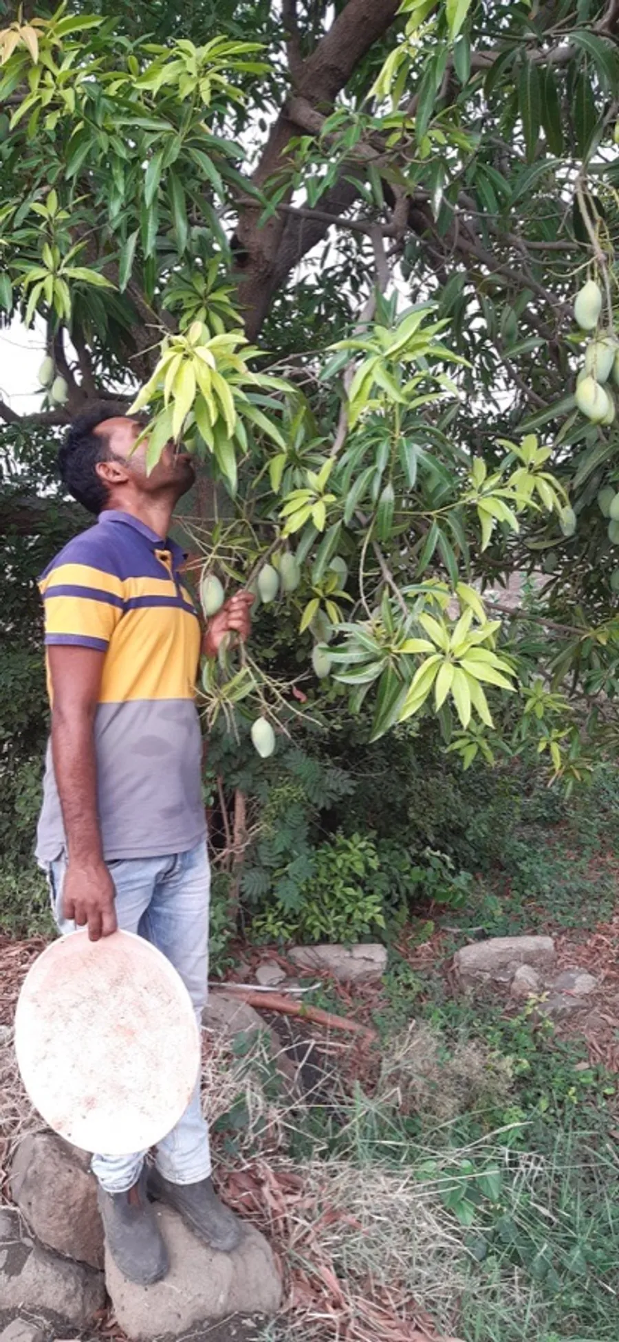 Humpback whale breaching in Banderas Bay Puerto Vallarta during whale watching season December to March