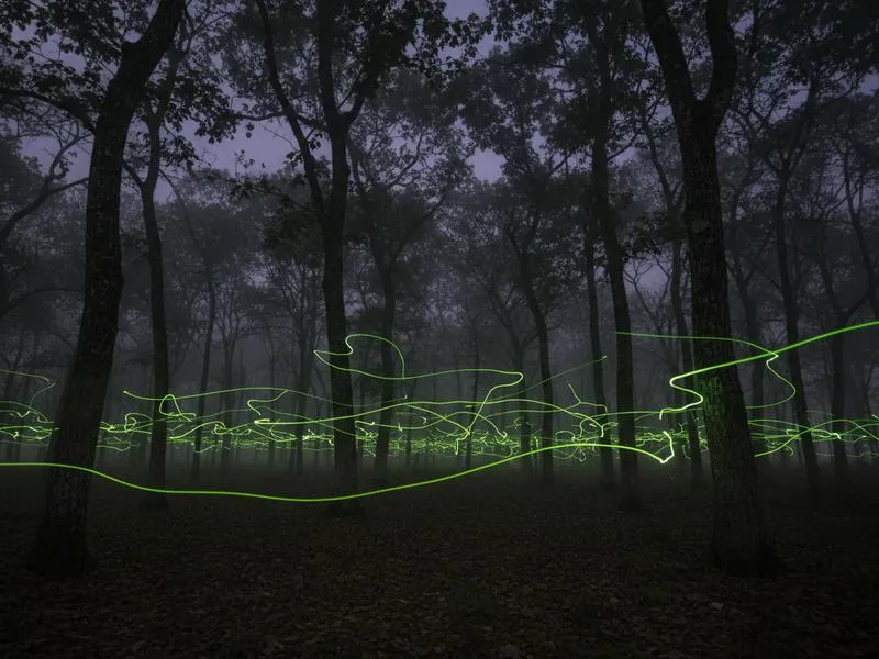 Tlaxcala highland forest at dusk during firefly sanctuary season