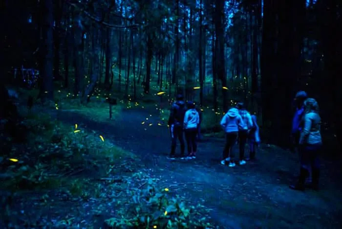 Night forest in Tlaxcala where fireflies glow during the summer sanctuary season