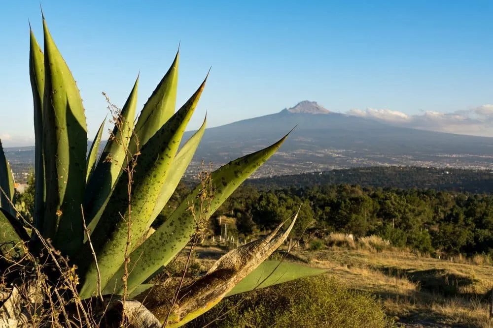 Forested slopes and hiking trails on La Malinche volcano in Tlaxcala
