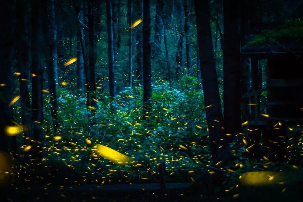 Wooded Nanacamilpa firefly sanctuary trail in Tlaxcala at dusk