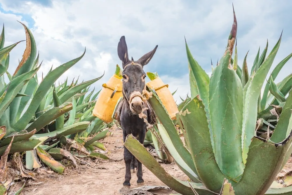 Pulque route hacienda and maguey fields in rural Tlaxcala