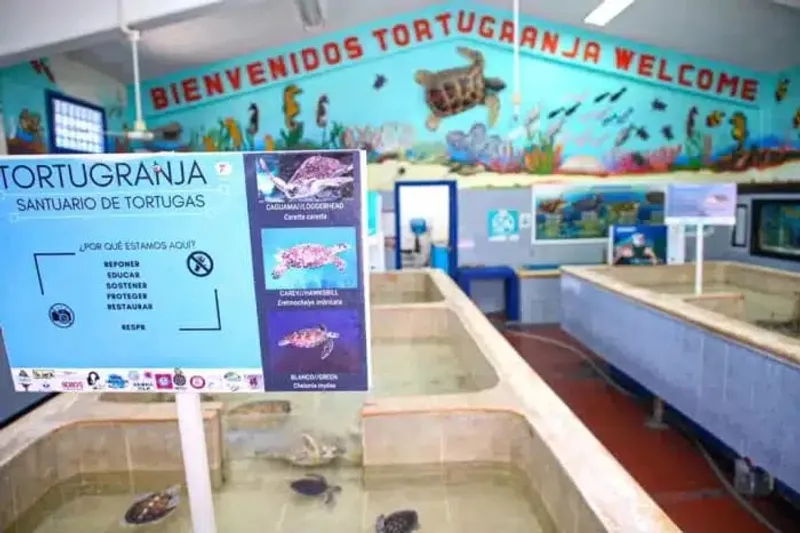 Sea turtle at the CIQRO turtle sanctuary on Isla Mujeres, Mexico, swimming in a clear tank
