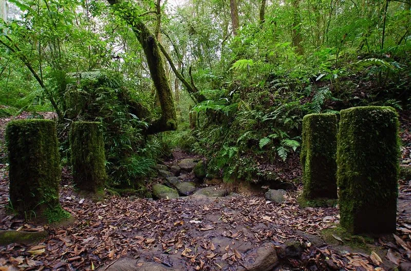 Mist forest canopy and dense green vegetation near Xalapa