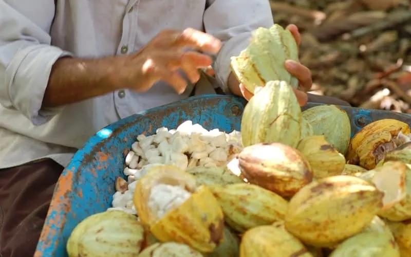 Open cacao pods on a wooden table during a Tabasco chocolate route near Villahermosa