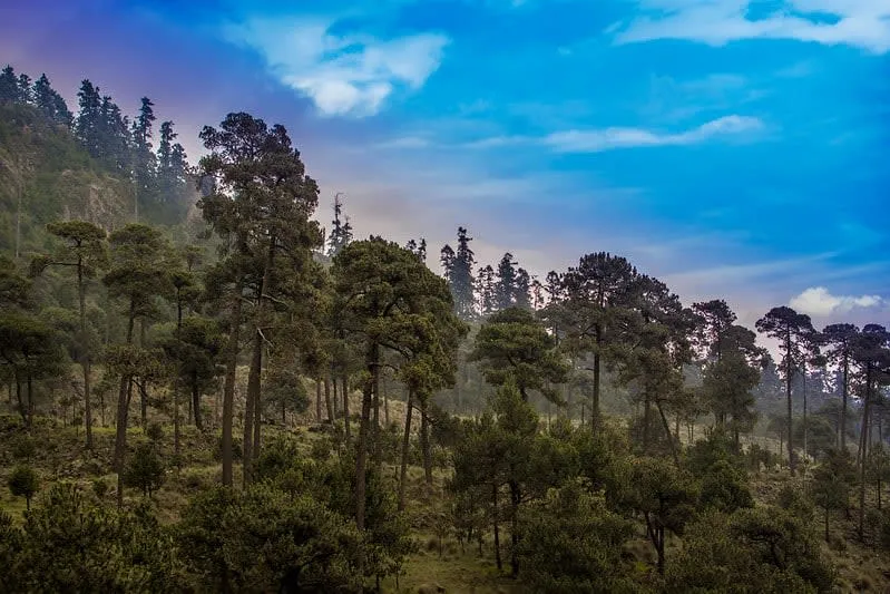 Mountain forest landscape in Cumbres del Ajusco National Park