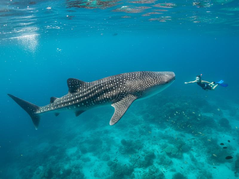 Snorkeling with whale sharks off Holbox — the main draw June-September, only possible with an overnight stay that allows early-morning departures