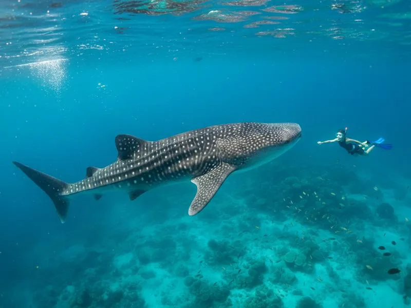 Whale shark swimming in open water near Holbox during summer season