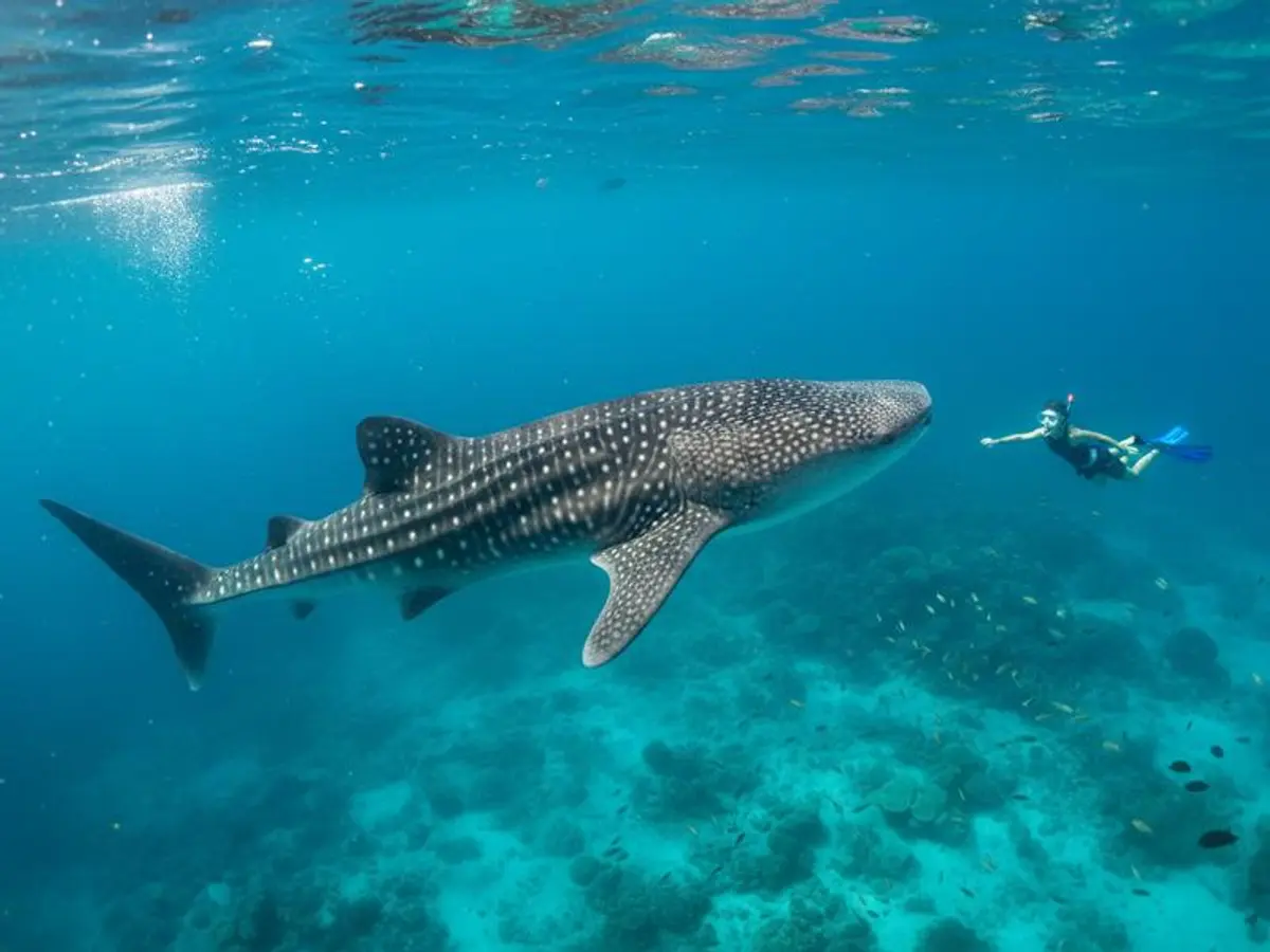 Mexico in June 2026: Whale Sharks, Guelaguetza & the Rainy Season Sweet Spot