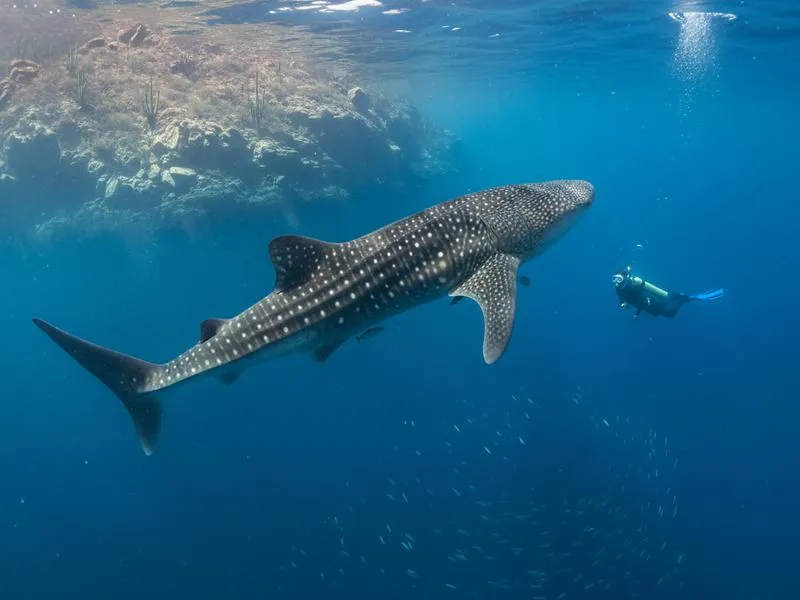 Whale shark snorkeling in the Sea of Cortez La Paz Baja California — massive filter feeder in turquoise water, season runs October to May