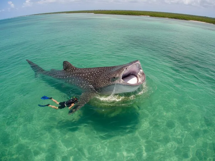 Cancun in August 2026: Weather, Sargassum, Whale Sharks & Travel Tips