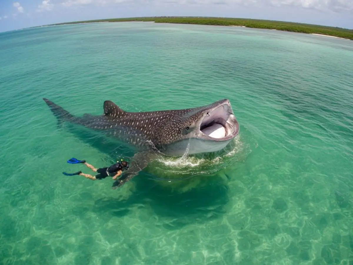 Cancun in August 2026: Weather, Sargassum, Whale Sharks & Travel Tips