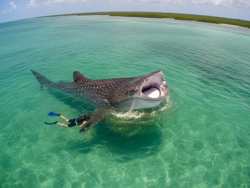Snorkeler in the water alongside a massive whale shark near Holbox, Mexico