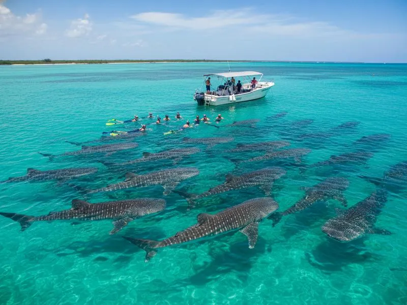 Whale shark tour boat near Isla Mujeres during peak July season