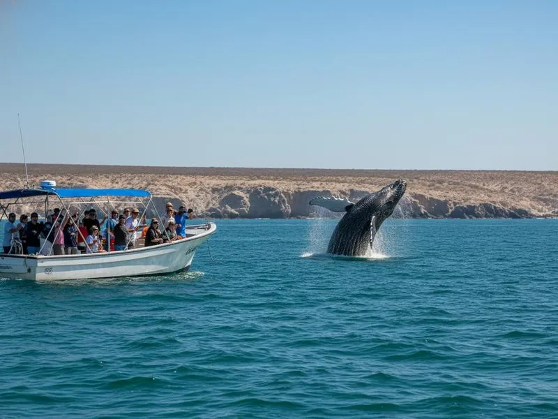 Small eco-tour boat with tourists observing a whale surfacing in Mexican Pacific waters