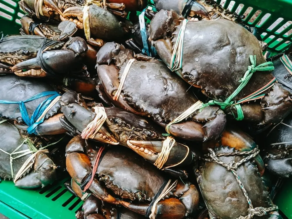 Ingredients for chilpachole de jaiba including dried chipotle chiles, ancho peppers, tomatoes, and blue crab on a wooden surface