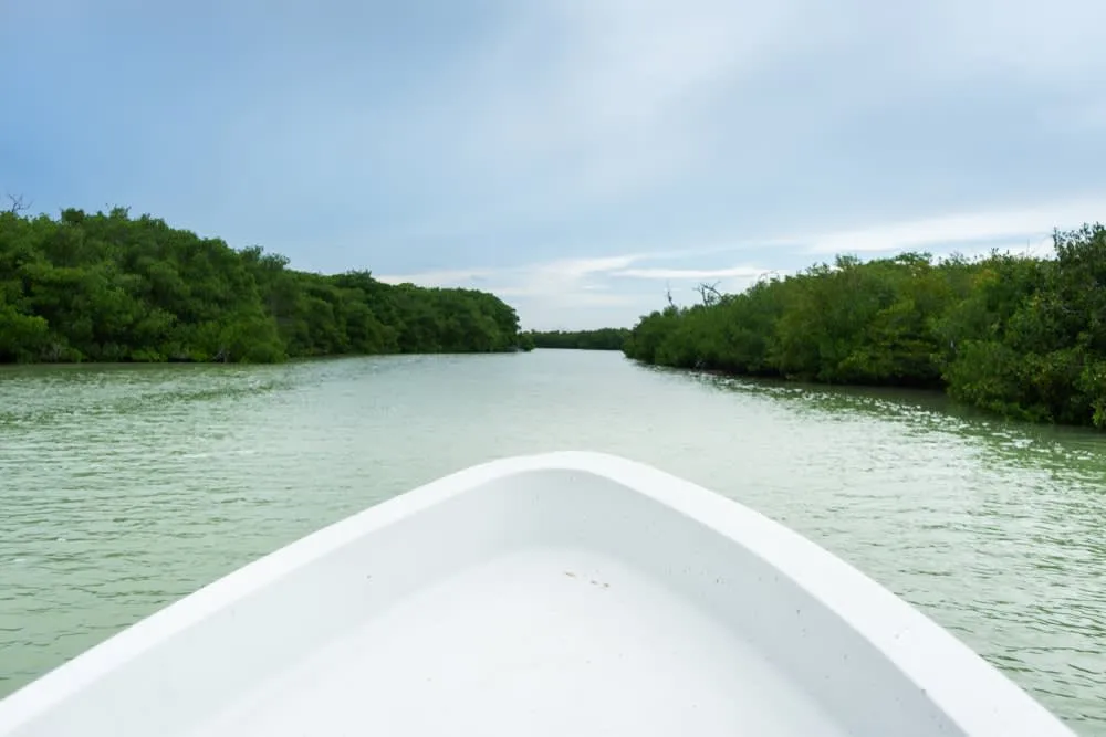 Ria Lagartos wetlands with birds and mangroves