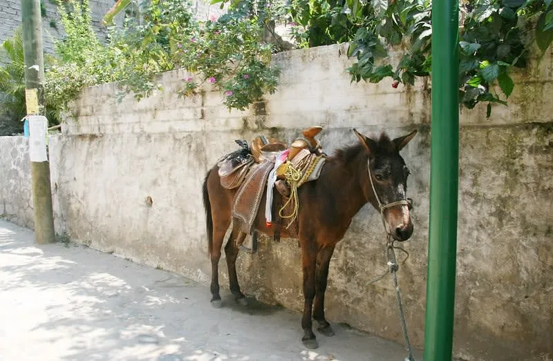 Narrow cobblestone lane through Yelapa village with tropical plants and homes