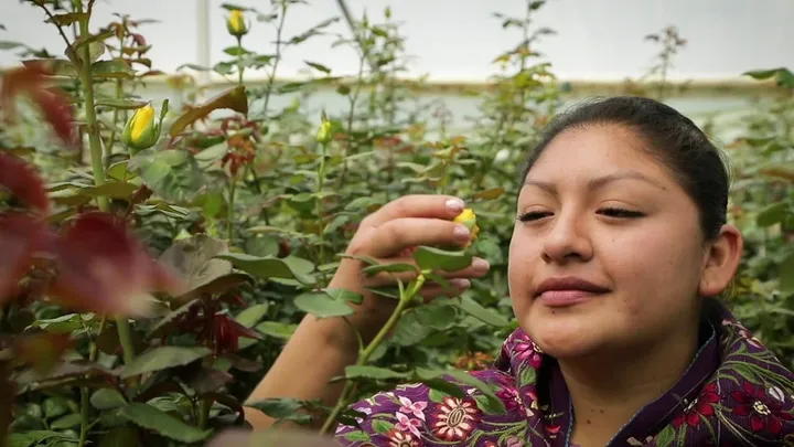 Why Zinacantan Chiapas is Called Flower Heaven